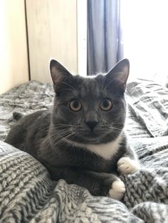 a gray and white cat laying on top of a bed