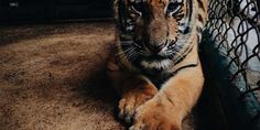 a tiger laying on the ground next to a chain link fence and looking at the camera