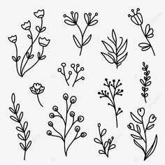 hand drawn flowers and leaves set on white background, flower, plant png and psd