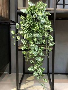 a green plant in a black metal shelf