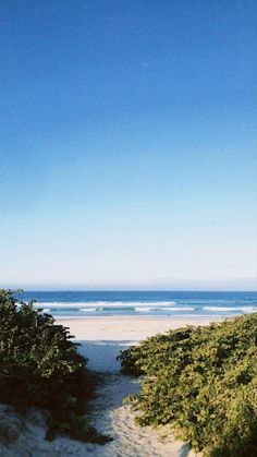 the surfboard is sitting in the sand by the water's edge, with trees and bushes on either side