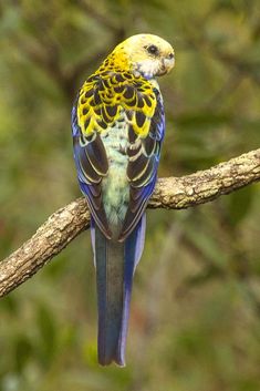 a blue and yellow bird sitting on top of a tree branch in front of trees