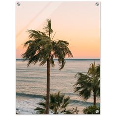 palm trees on the beach at sunset