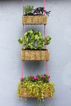 three hanging baskets filled with plants against a blue wall