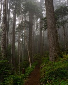 a trail in the middle of a forest on a foggy day