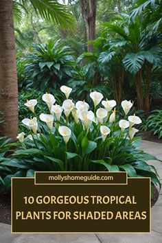 white flowers in the middle of a garden with text overlay that reads, 10 gorgeous tropical plants for shaded areas