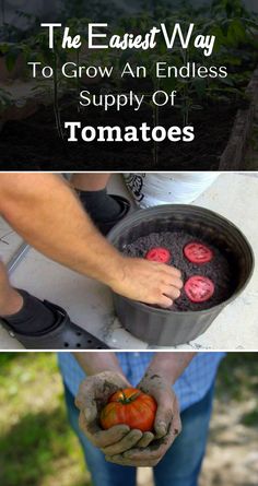 how to grow an endless supply of tomatoes