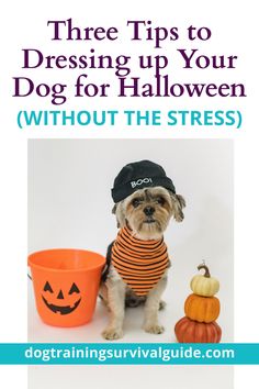 a small dog wearing a striped shirt and black hat with pumpkins in the background