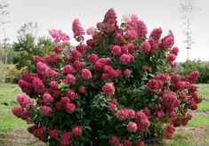 a bush with pink flowers in the middle of a field