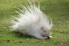 a porcupine walking in the grass with it's head down