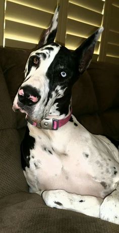 a black and white dog sitting on top of a couch