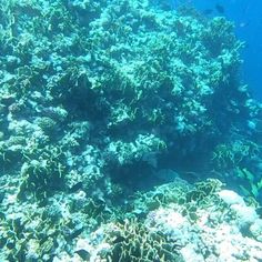 an underwater view of some corals and fish