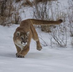 a mountain lion running through the snow