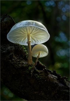 two white mushrooms sitting on top of a tree branch