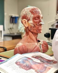 a model of the head and neck is shown on a desk with an open book