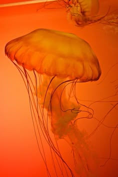 two jellyfish swimming in an aquarium with orange water and red light from the ceiling