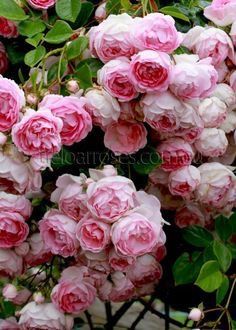 pink flowers are blooming in the garden