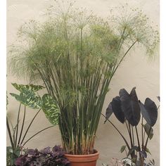 three potted plants sitting next to each other