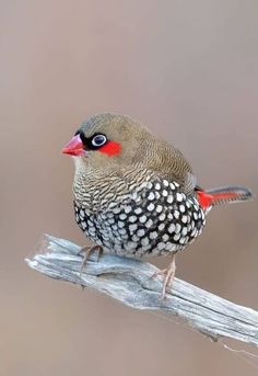 a small bird sitting on top of a wooden branch with red and black markings,