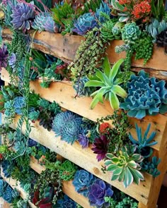 many different types of succulents are arranged on wooden pallets