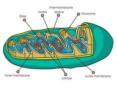 an animal cell labeled in the body and labelled with its major parts, such as