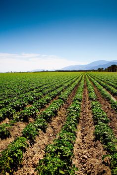 rows of green plants in the middle of a field