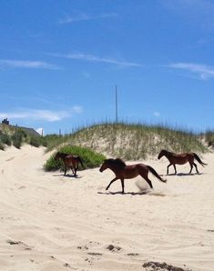 three horses are running in the sand near some grass and bushes on a sunny day