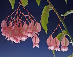 pink flowers hanging from the branches of a tree in front of a dark blue sky