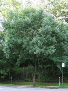 a large tree in the middle of a street next to a fence and parking meter