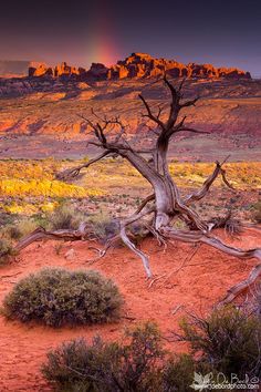 a dead tree in the desert with a rainbow in the background