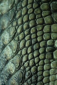 close up view of the skin of an alligator's head