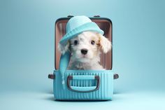 Download this Photo | This image showcases a delightful puppy dog wearing a hat inside a travel suitcase, ready for a delightful adventure. #genstocker Travel Suitcase, Dog Wear, Wearing A Hat, Cute Puppy, Puppy Dog, Travel Luggage, Cute Puppies