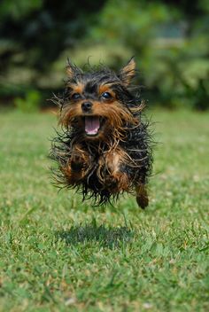 a small dog running across a lush green field