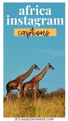 two giraffes standing in tall grass with the words africa instagramn captions