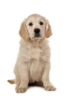 a white puppy sitting and looking at the camera