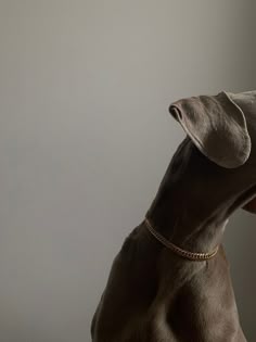 Neutral Aesthetic Photography, Beautiful Outdoor Furniture, Pet Brand, Pet Area, Weimaraner, Beige Aesthetic, Brown Aesthetic