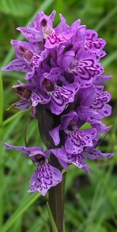 purple flowers are blooming in the grass