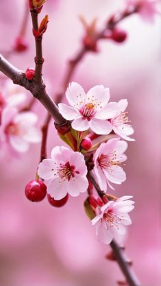 pink flowers are blooming on the branch of a cherry tree in front of a blurry background