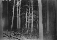 black and white photograph of trees in the woods