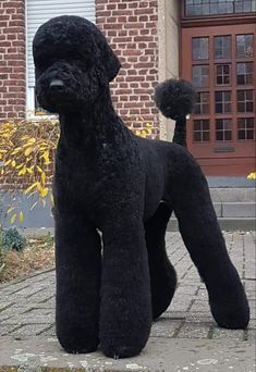 a large black poodle standing on top of a brick sidewalk next to a building