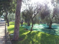 the sun shines through the trees in an area with green tarps