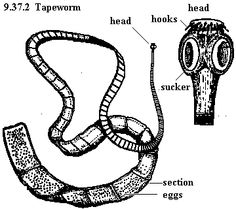 an illustration showing the parts of a snake's head, neck and arm with labels on it