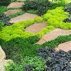 a stone path with green plants growing on it