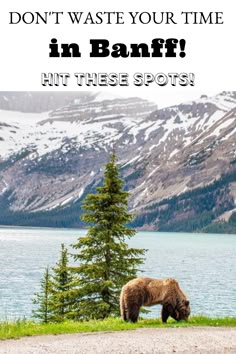 a brown bear standing on top of a grass covered field next to a lake and forest