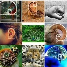 a collage of different images with animals and symbols in them, including an animal's head