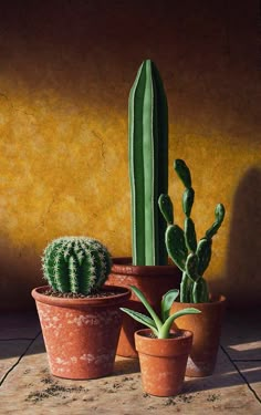 three potted cacti on a tile floor