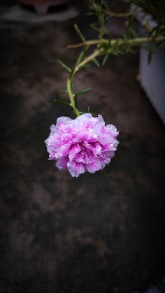 a pink carnation with water droplets on it's petals and green stems in the background