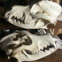 two views of the skull of a large animal