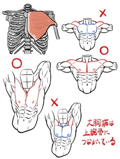 four different views of the muscles and their corresponding parts are shown in red, white, and blue