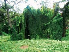 an area that has been covered in green plants and trees, with grass growing all over it